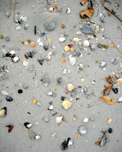 Seashells by the seashore!