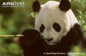 Giant-panda-eating-bamboo